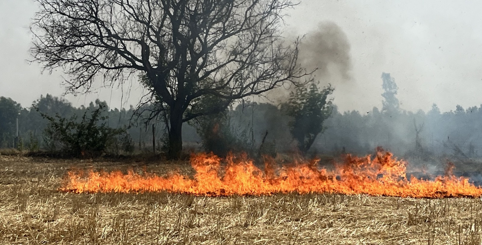 In the village of Lalwan in the hilly area, the fire caused great destruction to the wheat field, the silence of the government is unconstitutional.